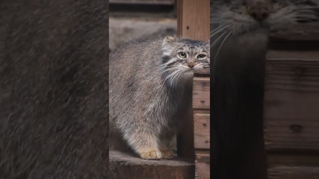 Pallas's cat kittens in Novosibirsk zoo смотреть онлайн