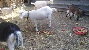 Яблоки для коз как вред или польза