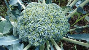 Собираем урожай БРОККОЛИ/ Капуста брокколи/ Мартина дача