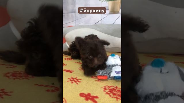 #йоркипу #йоркипущенок #йоркипушоколадный #мальтипу #собака #семья # #dog #puppy #собака