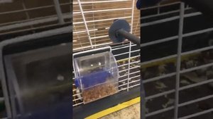 Что нужно при покупке попугая Карела