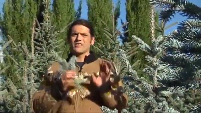 Abeto azul o picea pungens hoopsii - Decogarden - Jardinatis