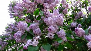 А на Марсовом поле цвела сирень...