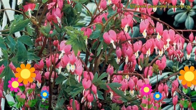 Дицентра великолепная Пинк. Краткий обзор, описание характеристик dicentra spectabilis Pink смотреть онлайн