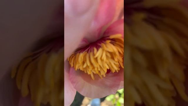 Peony NOSEGAY (Saunders, 1950) , канал ПІОНИ-ВСЕ ПРО НИХ смотреть онлайн