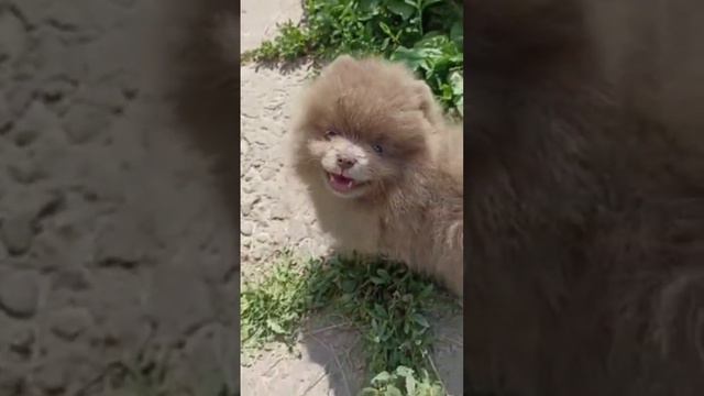 милый пушистик🥰 мальчик померанского шпица лилового окраса в поиске семьи. 🤗🤗🤗