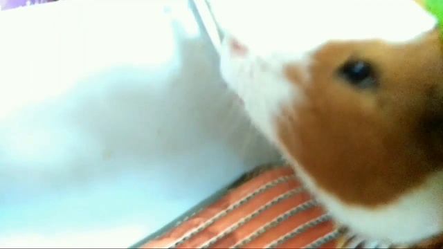 Какое название приобрести каналу?/ Обязательно напишите в комментариях!!! смотреть онлайн