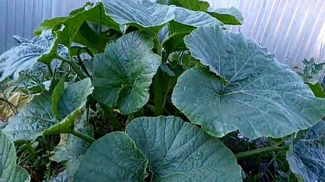 Один вечер из нашей жизни//поливаем огород//Семья в деревне//говорящие ноги//Городская деревня смотреть онлайн