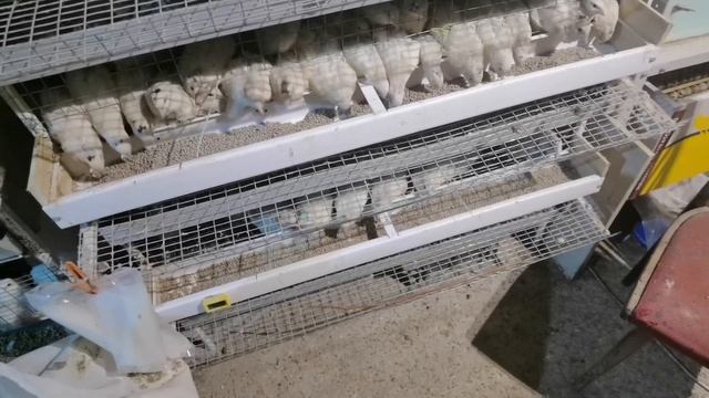 Комбикорм "Мираторг", не буду им кормить свою птицу! смотреть онлайн