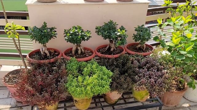 All about Ginseng ficus, Best ficus bonsai, Ginseng ficus ki saari jaankari смотреть онлайн