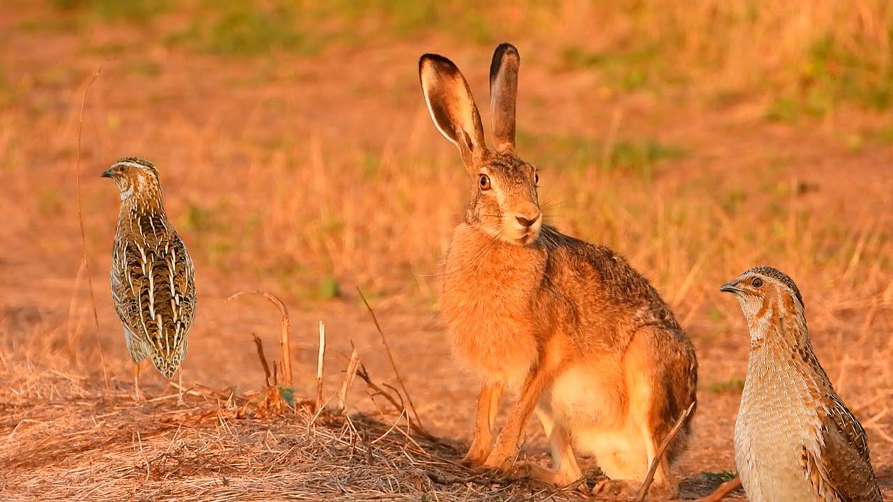 Заяц на перепелиных разборках смотреть онлайн