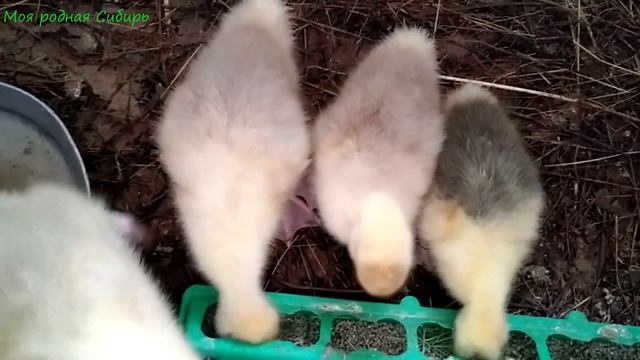 Гусятки растут, красавцы! смотреть онлайн