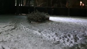 Жизнь лисы - Утренние следы на снегу