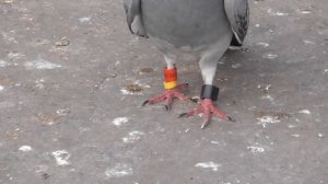 Этот Голубь прилетел за 1000 км