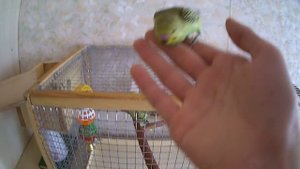 Вылет птенцов из гнезда. Птенцы волнистого попугая.