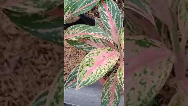 (Eps.75) Aglaonema Butterfly ?