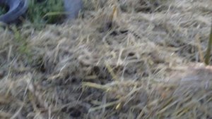 живая изгородь - посадка боярышника