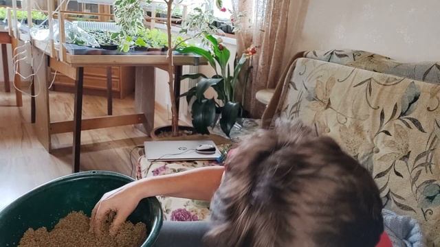 Черенкование сосны горной.  Часть 2.