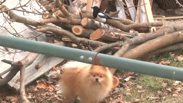 Дружба собаки и сороки смотреть онлайн