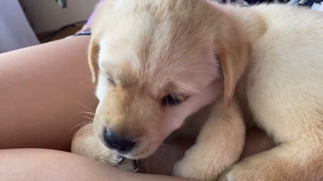 Щенок лабрадор ретривер  Наша Саманта  1 месяц. 19 августа 2022 год 