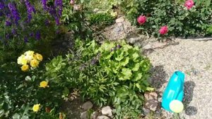 Как определить сорт розы (или любое другое растение)