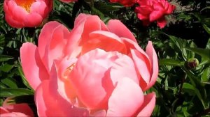 Пинк Хавайан Коралл. Пион. Американский гибрид