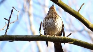 Song thrush singing panasonic lumix fz 72 video