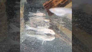 Анциструс l144 snow white вуаль