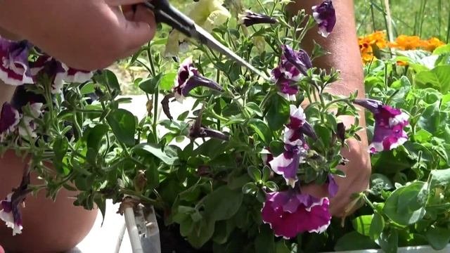 Петуния будут цвести круглый год раскрываю секрет