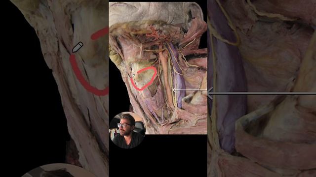 Med School Question - Can you identify this nerve???