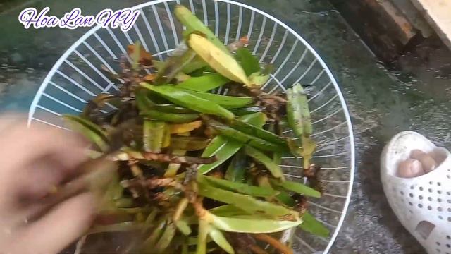 Xử Lý Và Ghép Lan Bạch Nhạn - Quế Tím Rừng смотреть онлайн