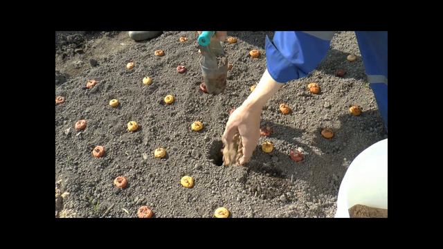 Посадка гладиолусов смотреть онлайн