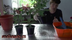 Жакаранда мимозолистная - выращивание из семян