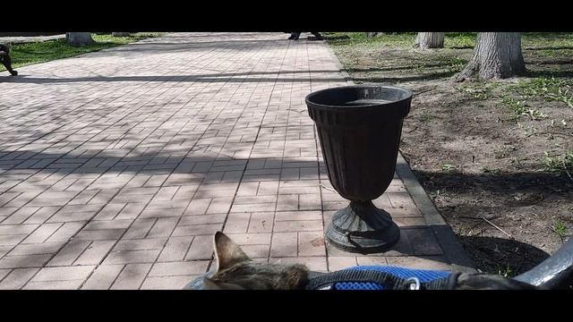 Гуляем с Марусей в парке Чешем нервы скворцам смотреть онлайн