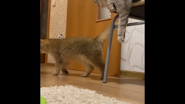 20 августа 2022 г. смотреть онлайн