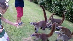 Дети кормят коати