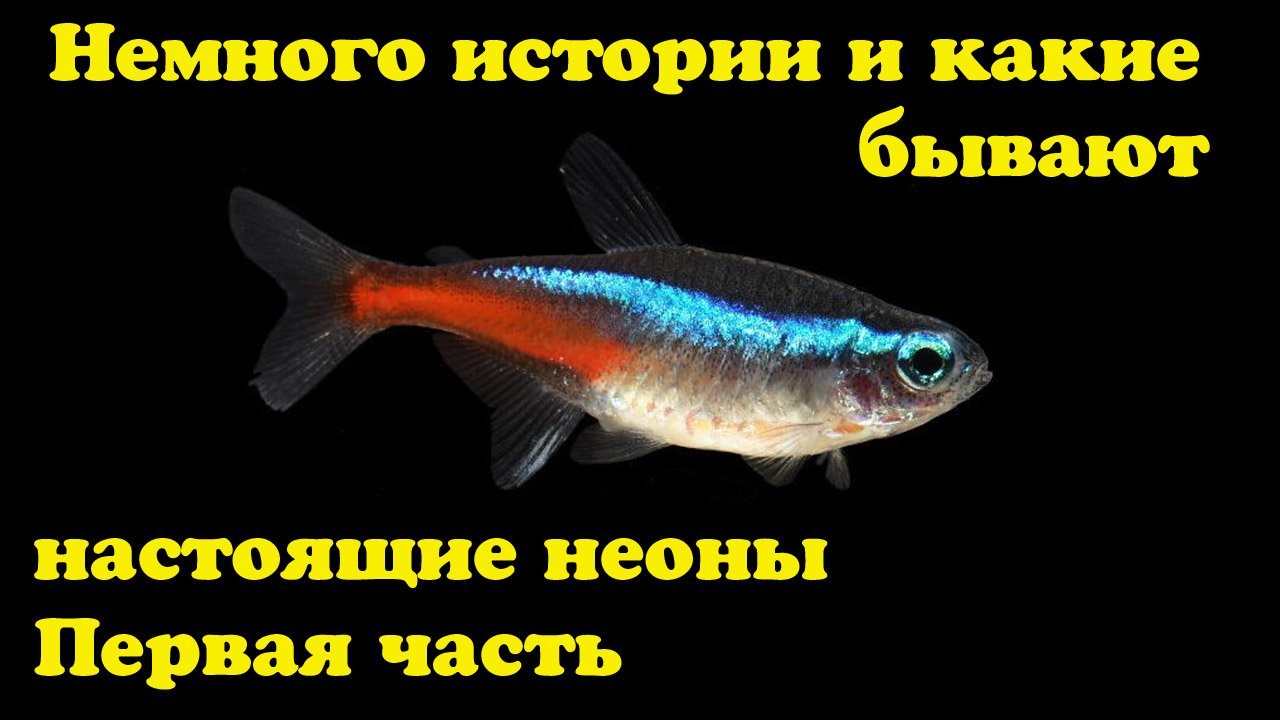 Какие бывают настоящие. Неоны аквариумные рыбки какие бывают. Какие виды неонов бывают. Черный неон болезни. Как определить пол у рыбки неон.