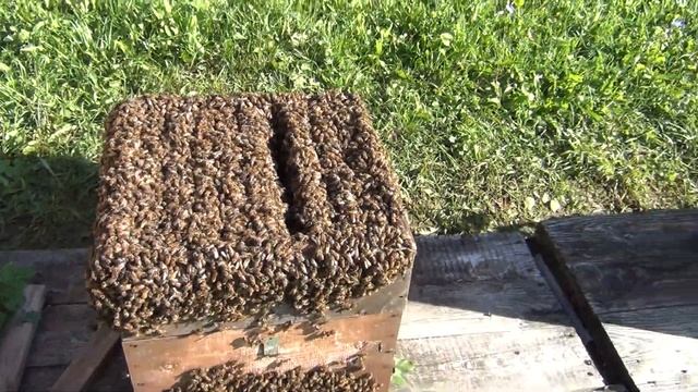 Вдогонку предыдущему видео о бакфасте смотреть онлайн