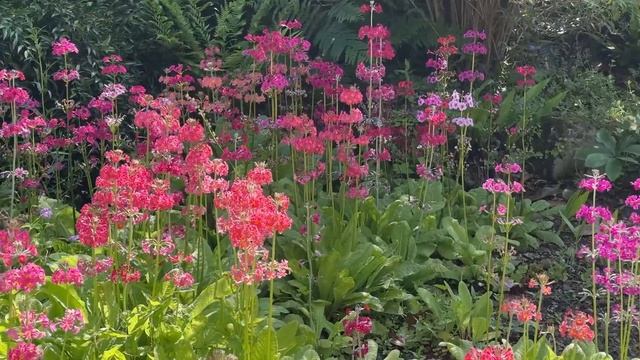 Vlog 419 - Осенью полезно посмотреть весенние сады смотреть онлайн