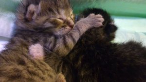 Котята новорожденные