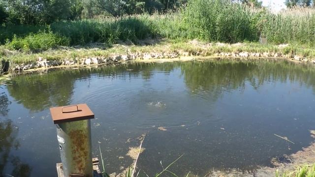 P6120357 мой пруд и аэрация его смотреть онлайн