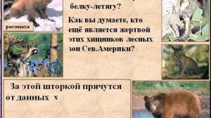 Животные Северной Америки