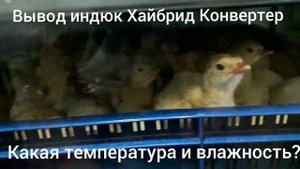 Какая температура и влажность на выводе.Индюк Хайбрид Конвертер.