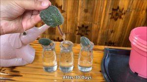 African Violet Propagation by Leaf Cuttings in Water