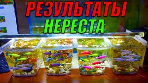 Результаты нереста аквариумных и речных рыб