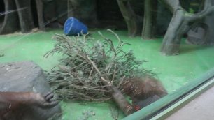 Самка орангутана с детёнышем. Московский зоопарк 25 января 2022.MOV