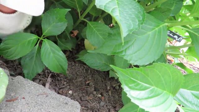 Hydrangea University Notes: Part One смотреть онлайн