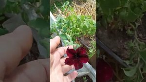 МУЛЬТИФЛОРА ХРИЗАНТЕМА НА ШТАМБЕ 🌺
