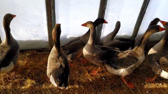 Небольшой обзор хозяйства. Овцы. Гуси. Куры. смотреть онлайн
