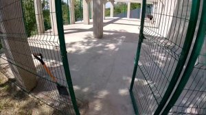 Стая волков загнали кошку на дерево !!! Что было дальше...? Переселил Волков во двор к Питбулям.